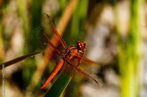 Red Veined Darter perched on a reed © Matthew