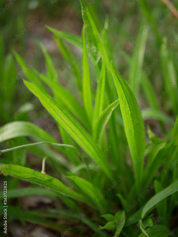 Obraz premium Lanceleaf Plantain