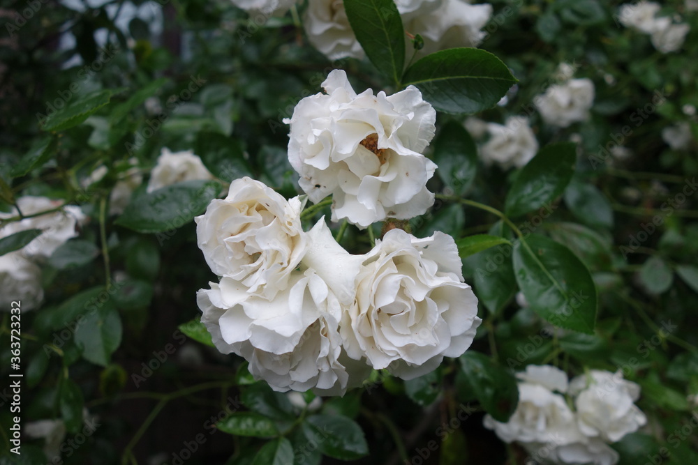 初夏に咲いた白い薔薇の花 初夏に咲いた白い薔薇の花