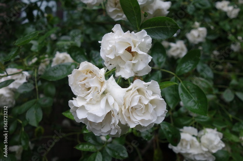 初夏に咲いた白い薔薇の花