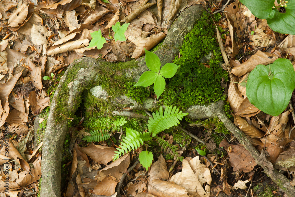 Fototapeta premium 森の足元の自然木の根と野草