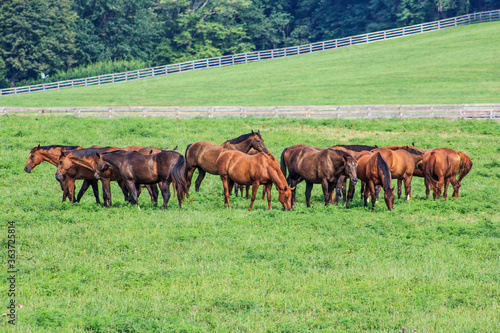 Field Of Horses