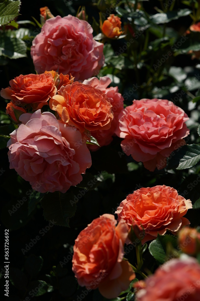 Apricot Flower of Floribunda Rose 'Anna' in Full Bloom Apricot Flower of Floribunda Rose 'Anna' in Full Bloom