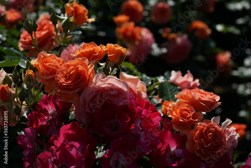 Apricot Flower of Floribunda Rose 'Anna' in Full Bloom