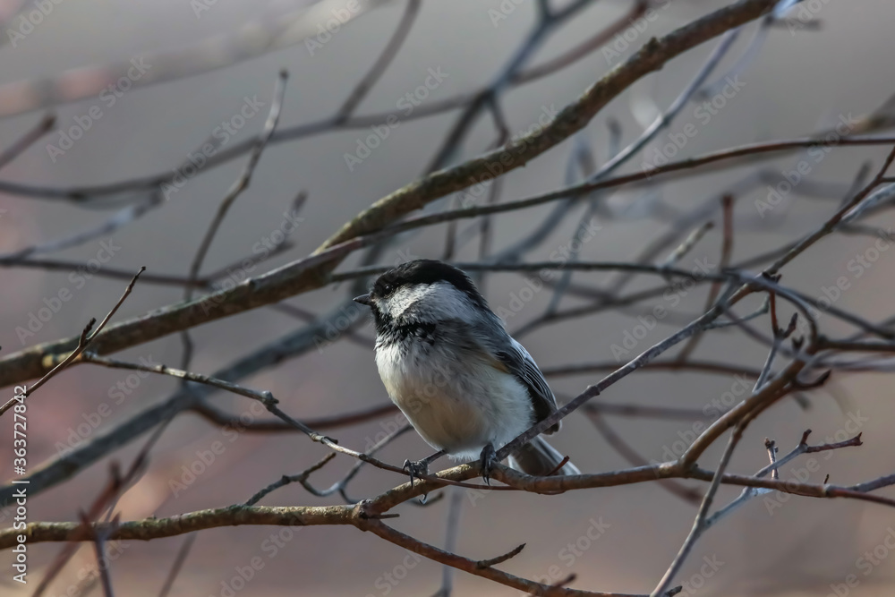 Close up shot of tiny Chickadee bird
Close up shot of tiny Chickadee bird
