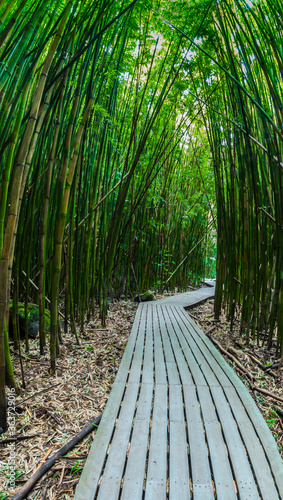 Fototapeta Naklejka Na Ścianę i Meble -  Giant Bamboo Forest on The Pipiwai Trail, Kipahulu District, Haleakala National Park, Maui, Hawaii, USA