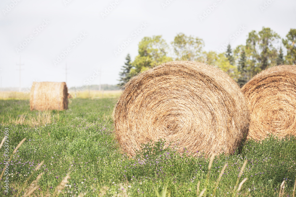 Round hay bales at the height of summer in a grassy prairie field under clouded skies Round hay bales at the height of summer in a grassy prairie field under clouded skies
