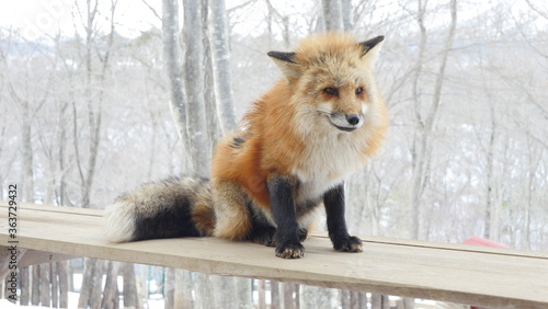 Red Japanese fox, resting playing in snow