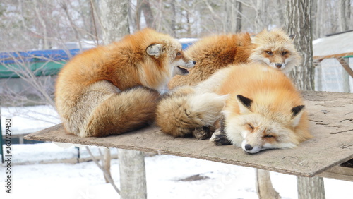 Red Japanese fox, resting playing in snow