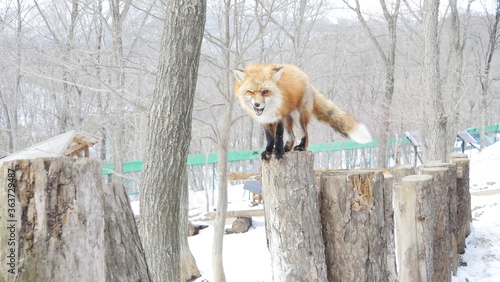 Red Japanese fox, resting playing in snow