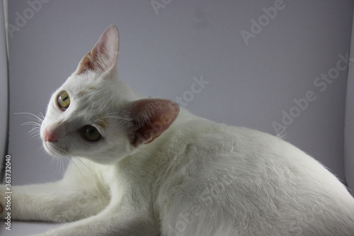 White cat with yellow eyes photo