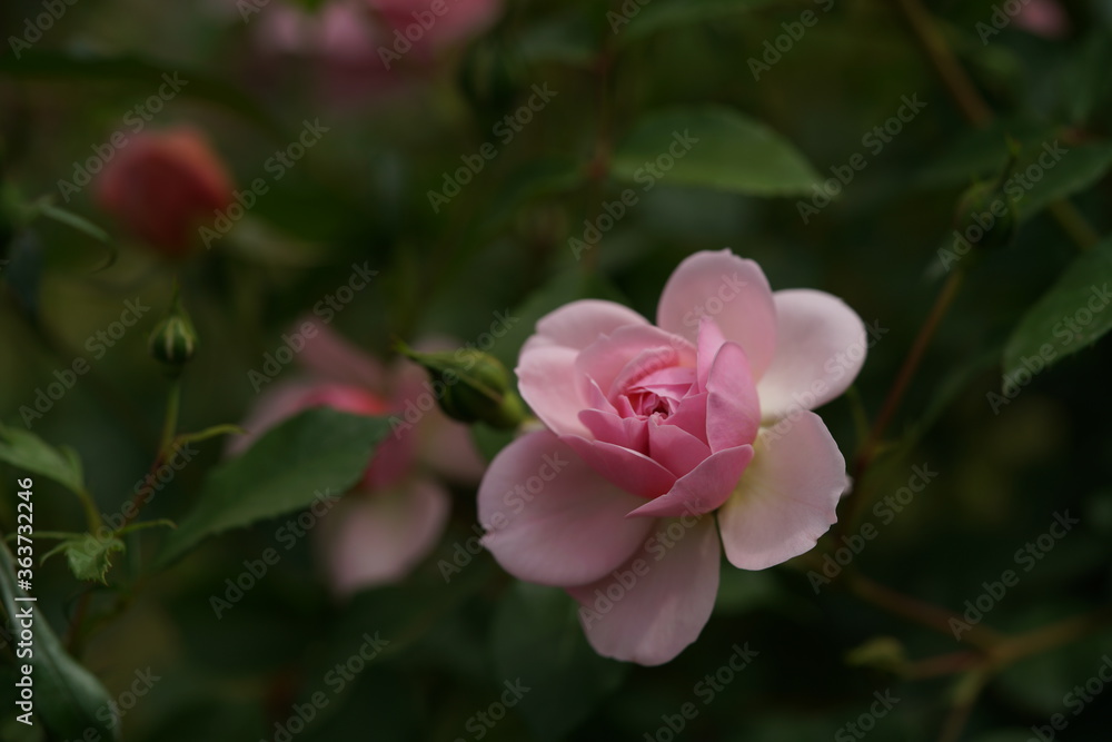 Fototapeta premium Light Pink Flower of Shrub Rose 'Anne Boleyn' in Full Bloom