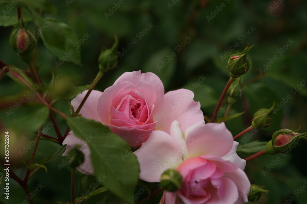 Light Pink Flower of Shrub Rose 'Anne Boleyn' in Full Bloom Light Pink Flower of Shrub Rose 'Anne Boleyn' in Full Bloom