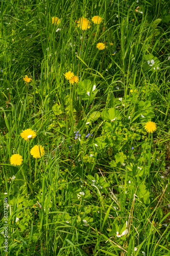 wild flowers on a summer day