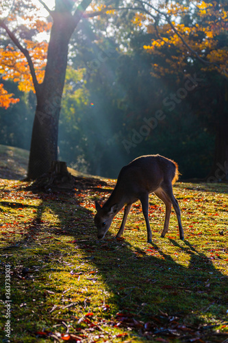 秋の奈良公園と鹿 © yoshiyayo