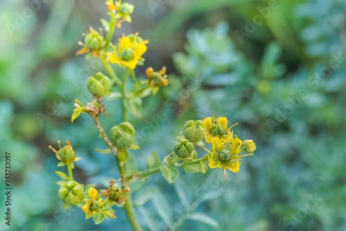 flower rue plant closeup view ruta graveolens