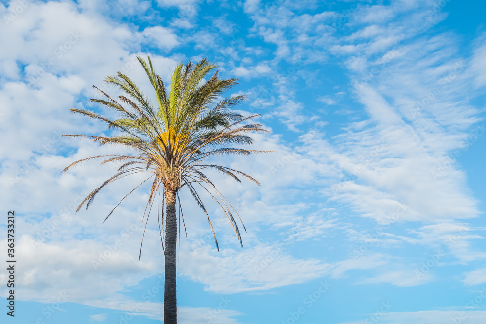 Obraz premium palm tree against blue sky and white clouds