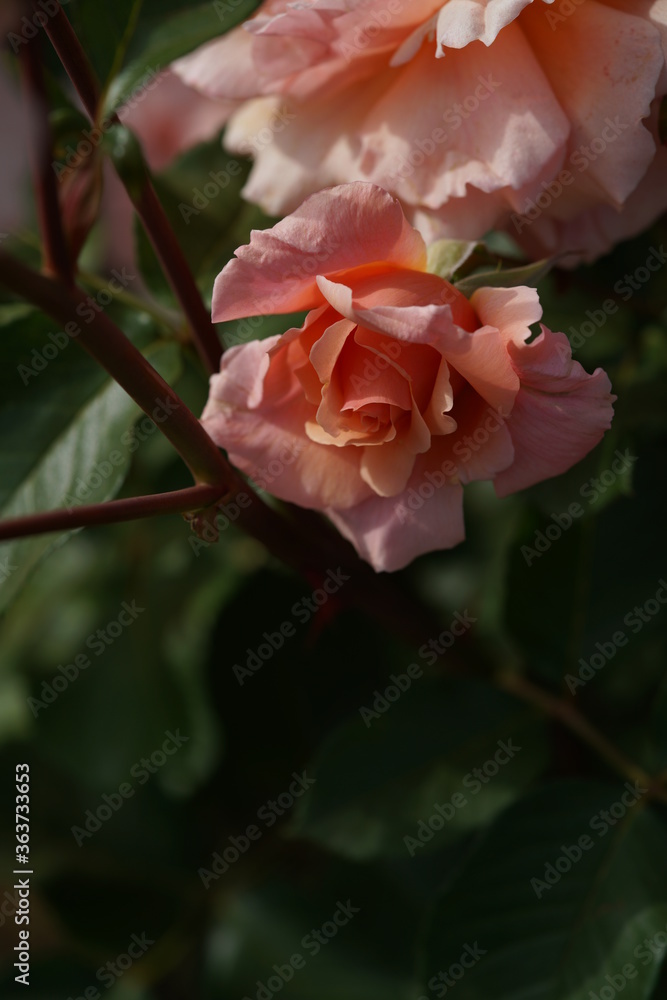 Apricot Flower of Hybrid Tea Rose 'Apricot Candy' in Full Bloom