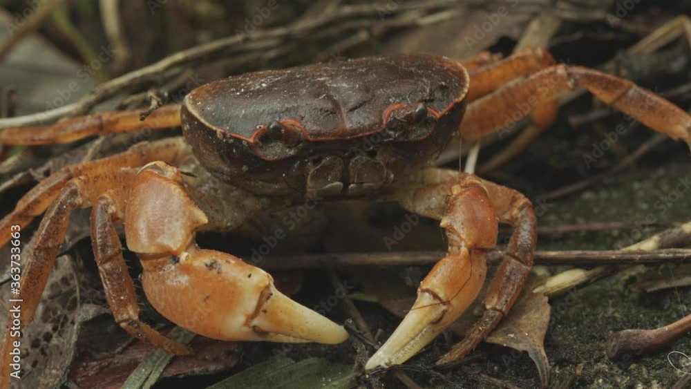 Close up of a Freshwater crab crawling away. Close up of a Freshwater crab crawling away.