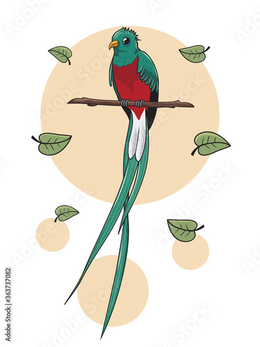 Quetzal Bird Cartoon Illustration Isolated