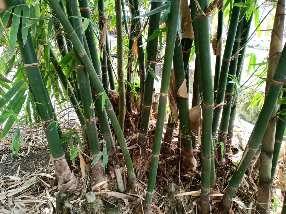 Obraz premium bamboo tree in the backyard garden