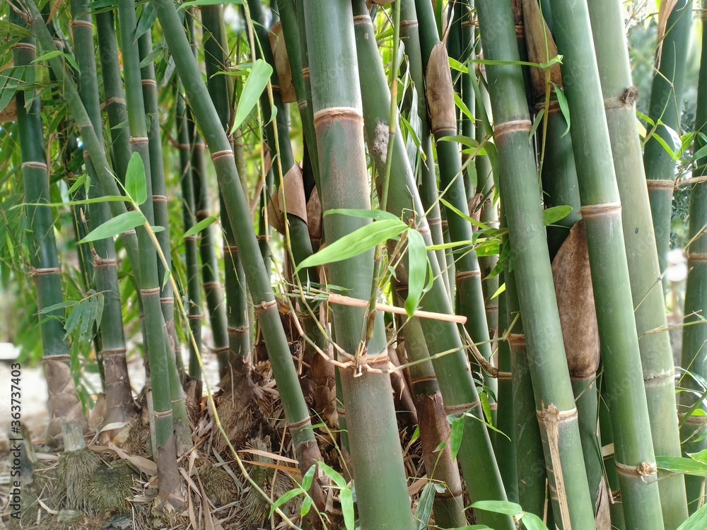 Obraz premium bamboo tree in the backyard garden
