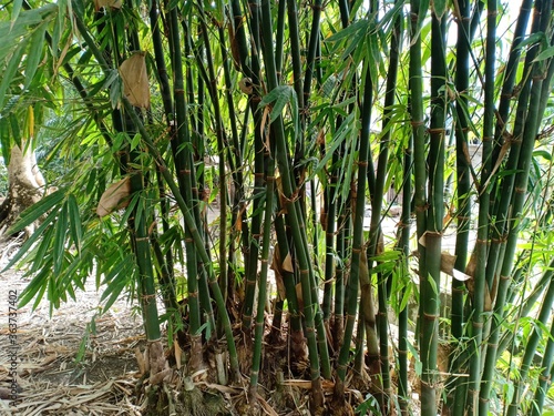bamboo tree in the backyard garden