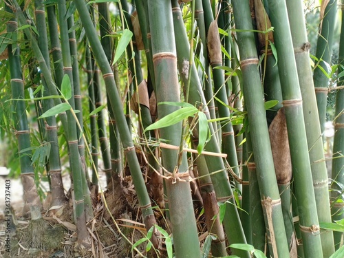 bamboo tree in the backyard garden