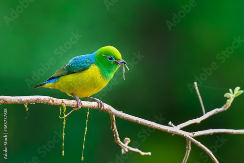 Blue-naped Chlorophonia colorful bird with food in its beak and blue, green, yellow and red colors perched on a branch with clean and soft background 