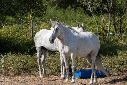 Pair of white horses outside on a sunny summer day in rural Portugal  