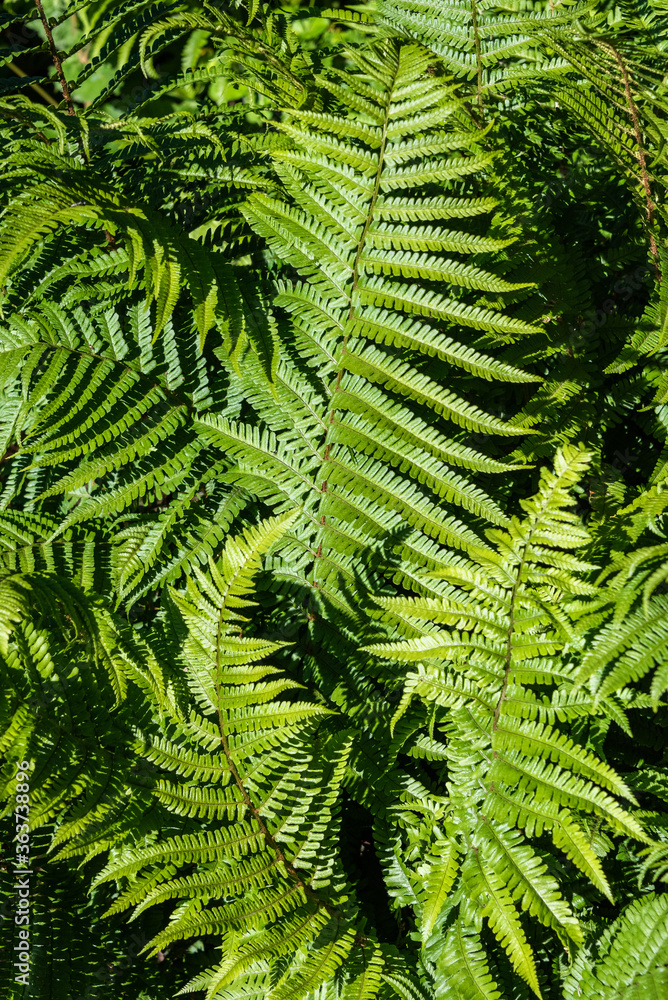 Closeup of ferns growing on a sunny day, as a nature background
Closeup of ferns growing on a sunny day, as a nature background