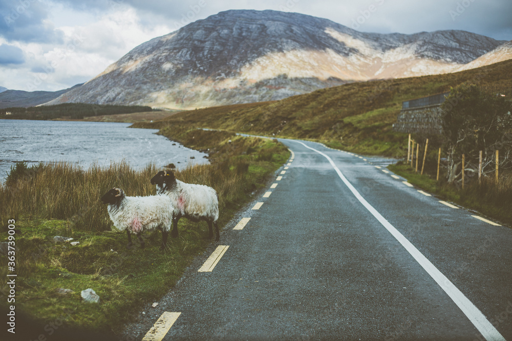 Obraz premium sheep on the road