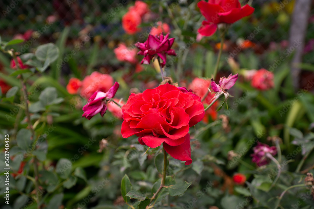 photo of a central american rose