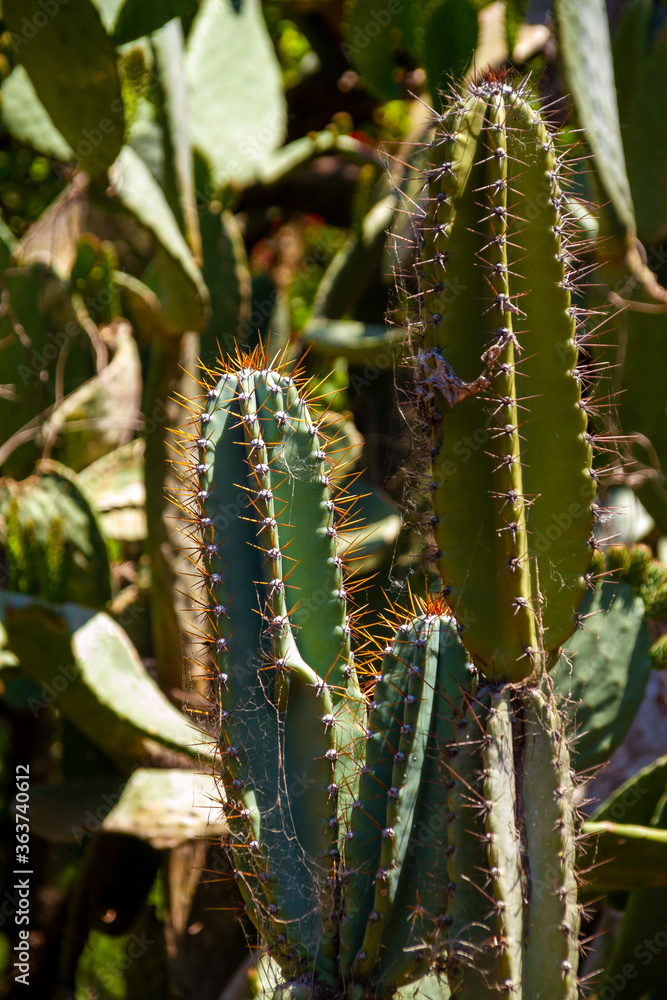 Green San Pedro Cactus in the garden Green San Pedro Cactus in the garden