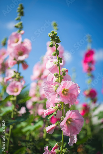 Bright crimson mallow flowers on a blurred background.