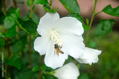 Beautiful white big hibiscus flower (Hibiscus rosa sinensis) with bee on green nature background.