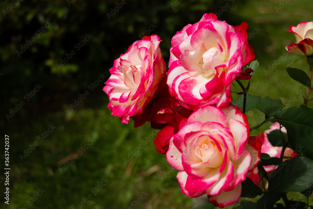 Beautiful pink and white rose in a garden Beautiful pink and white rose in a garden