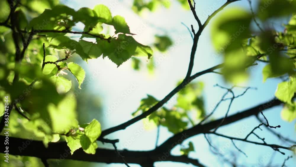 Beautiful Sun's rays through tops of trees, sun shines through foliage. Beautiful Sun's rays through tops of trees, sun shines through foliage.