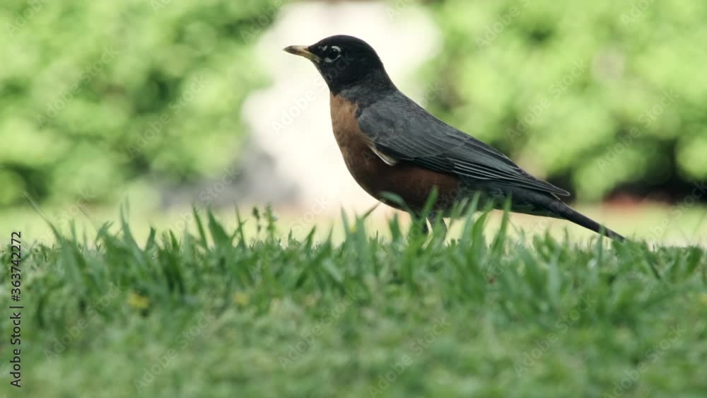 Profile view of single robin bird staring and standing in green grass, static close up shallow depth of field Profile view of single robin bird staring and standing in green grass, static close up shallow depth of field