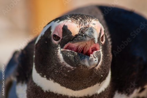 Magellanic Penguin, Spheniscus magellanicus, in Patagonia.