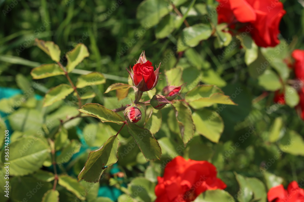 young buds of a red rose in the garden young buds of a red rose in the garden