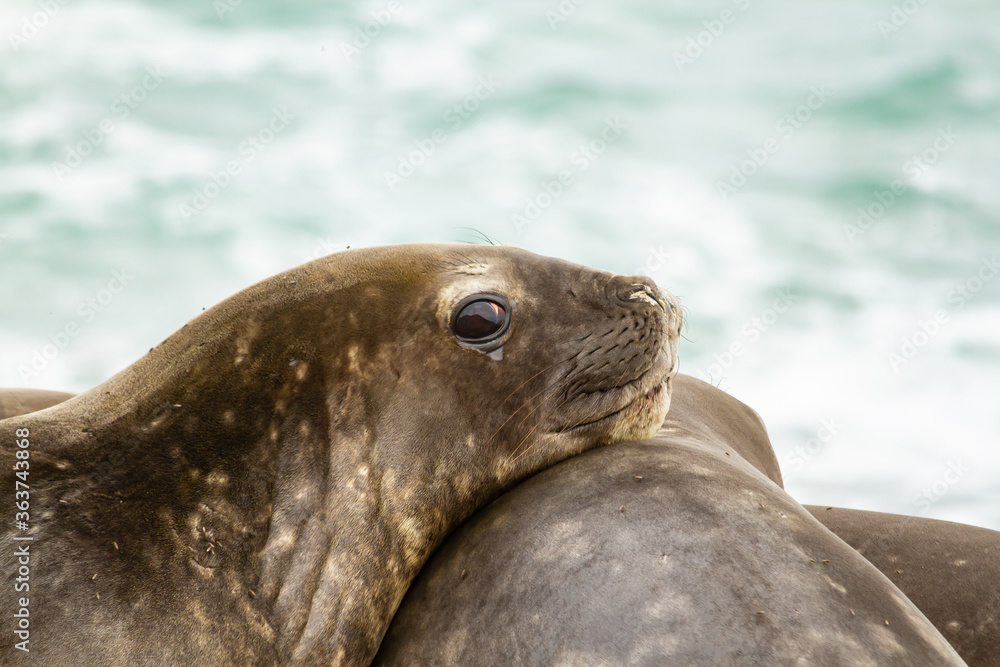 Fototapeta premium Southern Elephant seals, Mirounga leonina, resting on the beach. in Caleta Valdes in Patagonia Argentina.
