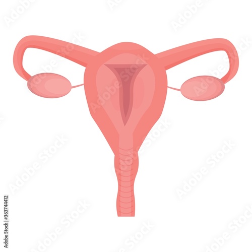 Uterus female reproductive organ isolated on white background. Medical, gynecology concept, anatomical structure stock vector illustration