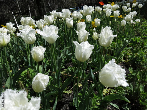 white tulips in the garden