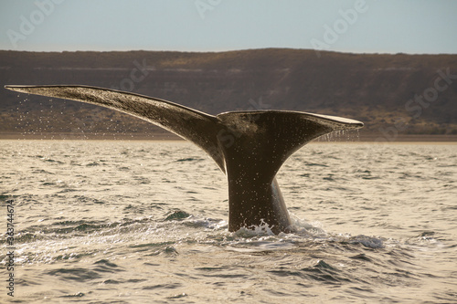 Tableau sur toile Tail of Southern Right whale in Puerto Piramides, Peninsula Valdes, Patagonia, A