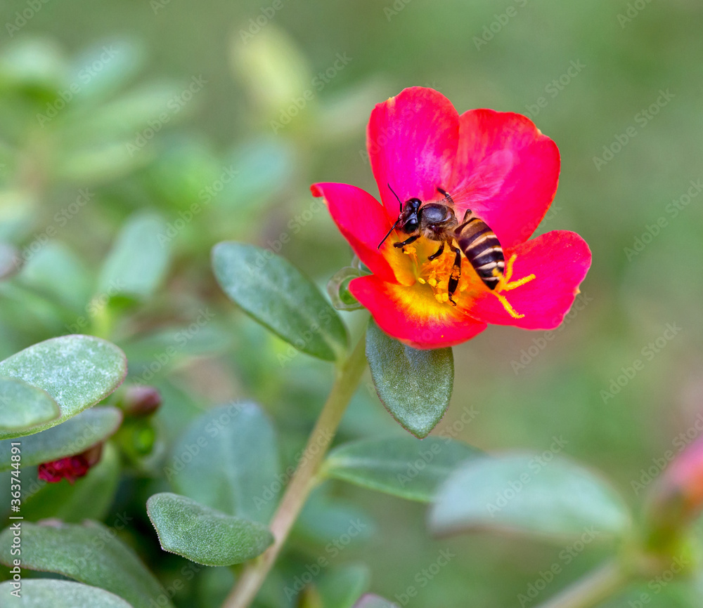 A Honey Bee Pollinating and Having Nectar Meal in the Morning A Honey Bee Pollinating and Having Nectar Meal in the Morning