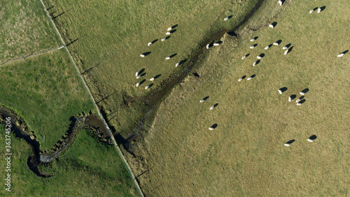 Aerial shot - Flock of sheep in nature on meadow. Rural farming outdoor in New Zealand.