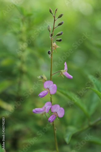 Flor Silvestre