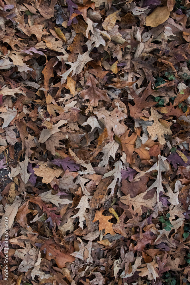 falling autum leaves in the gorund falling autum leaves in the gorund