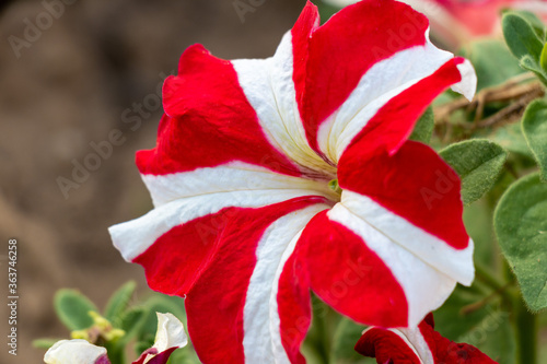 Petunia star mix flower bloom over leafs and blurry background.